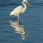 Egret Fishing