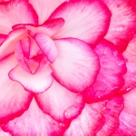 Begonia with Morning Dew