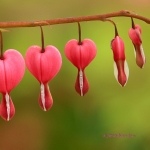Bleeding Hearts