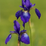Blue Irises