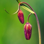 Chocolate Lilies #1