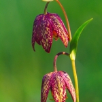 Chocolate Lilies #2
