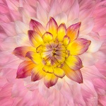 Dahlia Pink