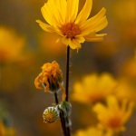 Desert Sunflower