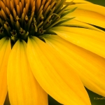 Echinacea Closeup