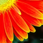 Gerbera Closeup