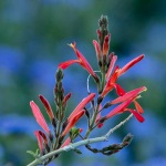 Hummingbird Bush