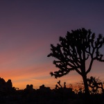 Josua Tree Sunset
