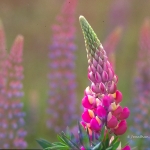 Lupin Impression