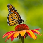 Monarch on Echinacea