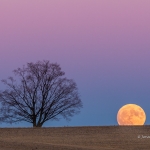 Moonrise into the Autumn Sky
