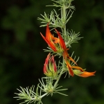 Natures Elegance