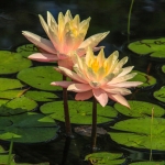 Pink Water Lilies