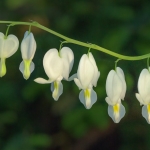 Purity of Hearts