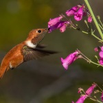 Rufous Hummingbird