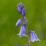 Spanish Bluebells
