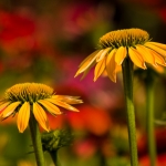 Summer Colours