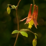 Sunlit Columbine #1