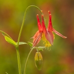 Sunlit Columbine #3