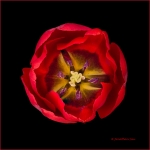 Tulip in Red #1