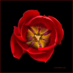 Tulip in Red #2