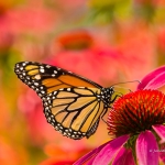 Vibrance