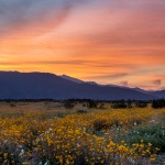 Wildflower Sunset