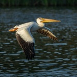 American White Pelican Taking Off