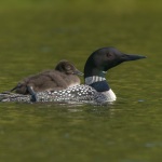 Baby-Loon-Getting-a-Ride