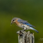 Female Eastern Bluebird
