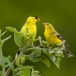 Gold Finch Pair