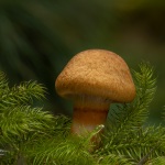 Gymnopilus junonius