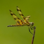 Halloween Pennant Draganfly