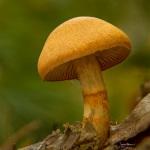 Spectacular Rustgill in the Forest