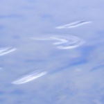 Water Beetle Random Motion #1