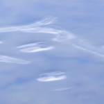 Water Beetle Random Motion #2