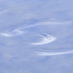 Water Beetle Random Motion #3